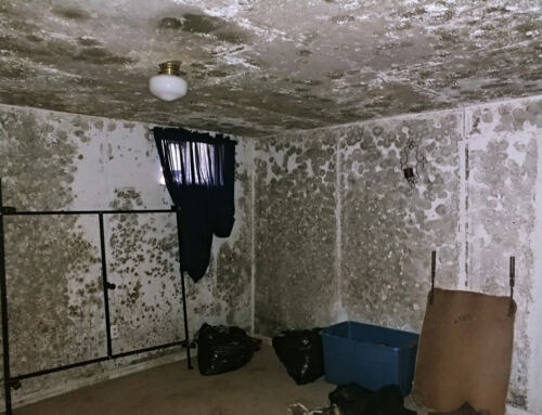 How Harmful is Mold? Do I Need a Mold Inspection?