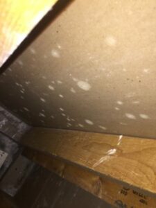 Humidity Induced Mold Growth on Sheetrock