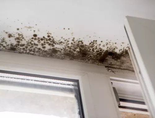 5 Ways to Prevent Mold Growth In Your Home