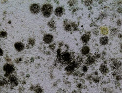 Mold Types Explained: What You Need to Know