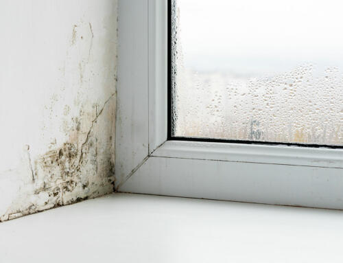 Don’t Let Mold Take Over Your Home This Summer
